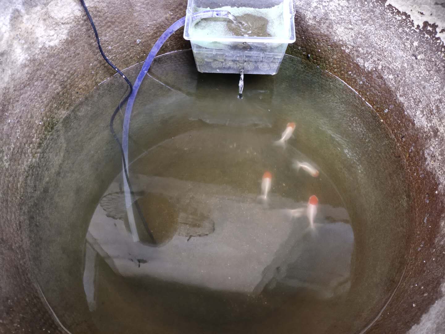 买观赏鱼回来要注意什么,观赏鱼新鱼到家身上烂了怎么办