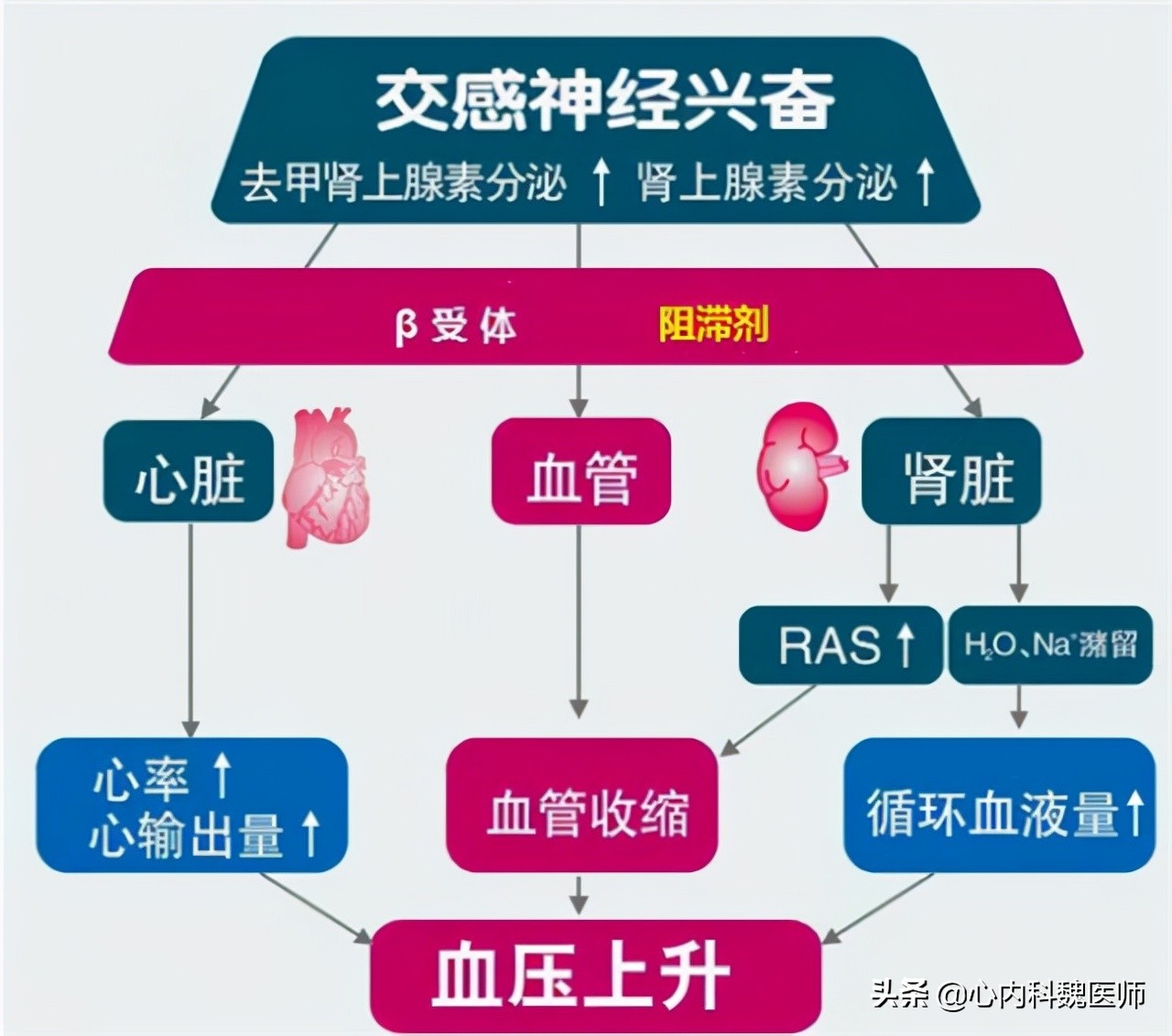 低压高高血压如何选择降压药,血压低压93应吃什么药降压