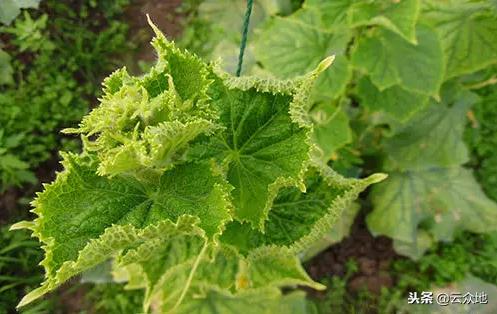 黄瓜栽后两星期花打顶怎么回事,黄瓜的整枝打顶打杈完整的视频