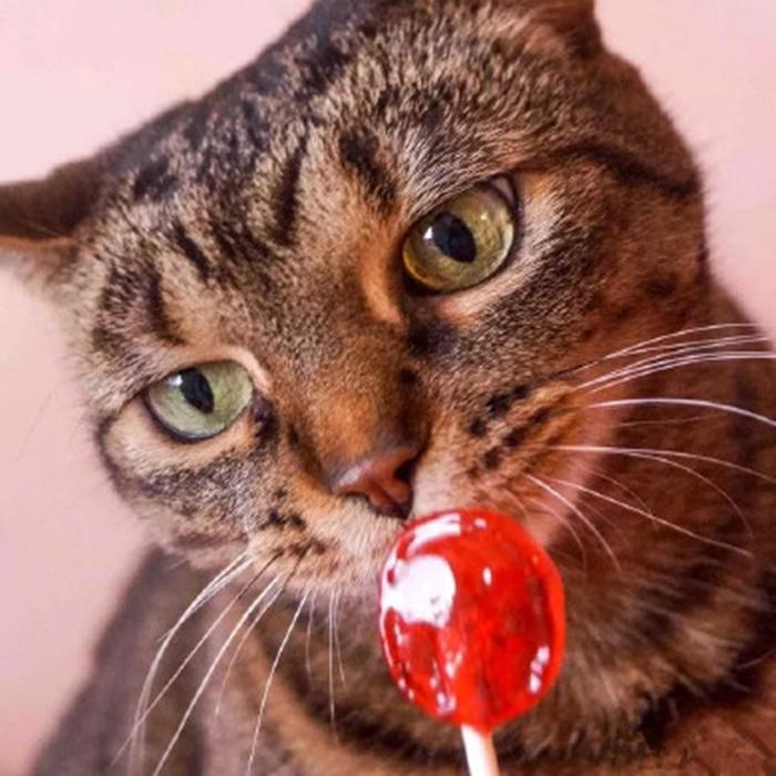 猫咪吃糖吃的很欢,猫咪吃糖会怎么样