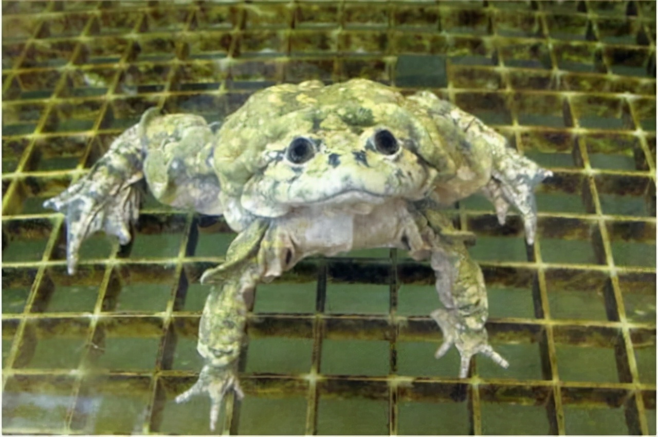 悲惨!世界最大水蛙差点灭绝,传说可增强性功能,当地人大量捕食