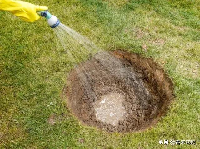 园林景观种树成活率高的方法,园林种植如何提高存活率