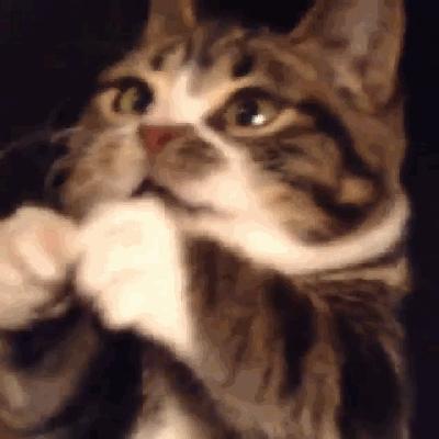 猫兄妹可爱视频,矮脚猫兄妹