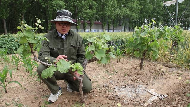 葡萄春季病虫害有哪些,葡萄常见病害和杀菌剂哪个好