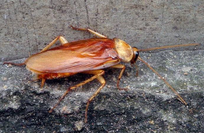 家里一旦有蟑螂怎么能给它根除,家里发现蟑螂怎么消灭掉