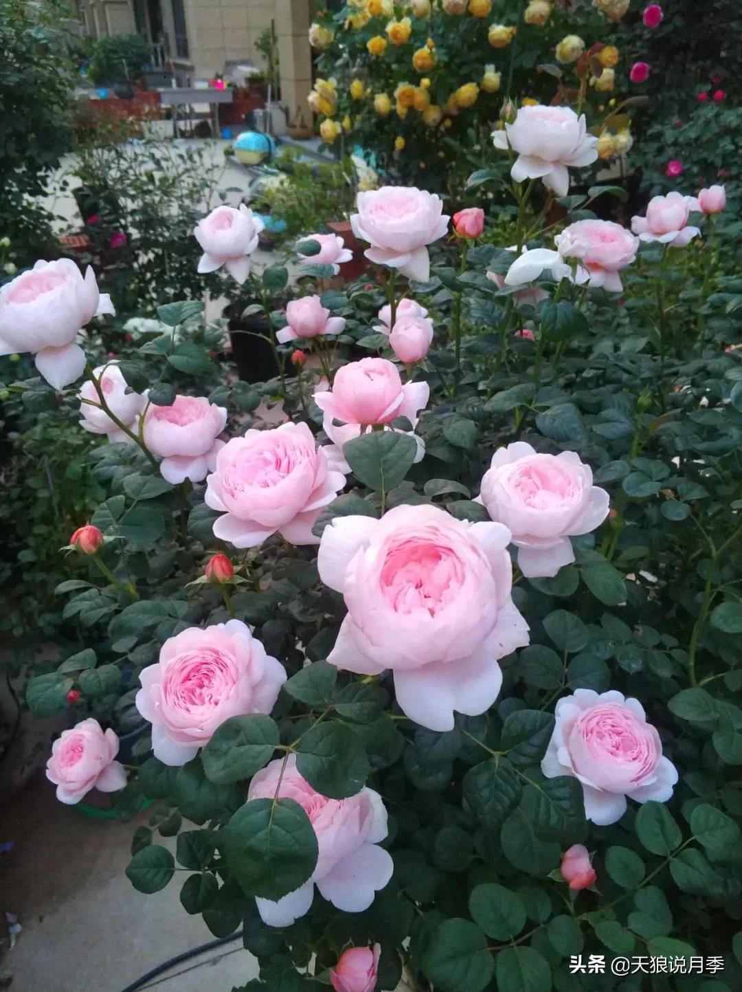 花友家的春花都开爆爆爆了，快来云赏花！（上）