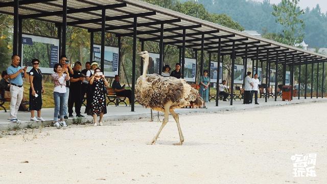 秋天的沙湖美不胜收,洋沙湖旅游