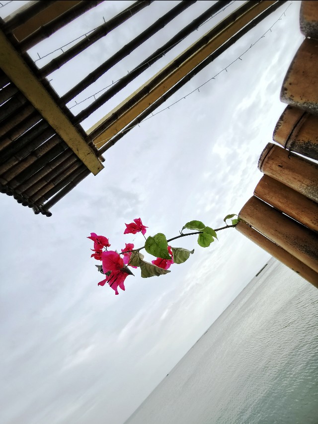 我是花痴,我花心(苏州西山行之一)