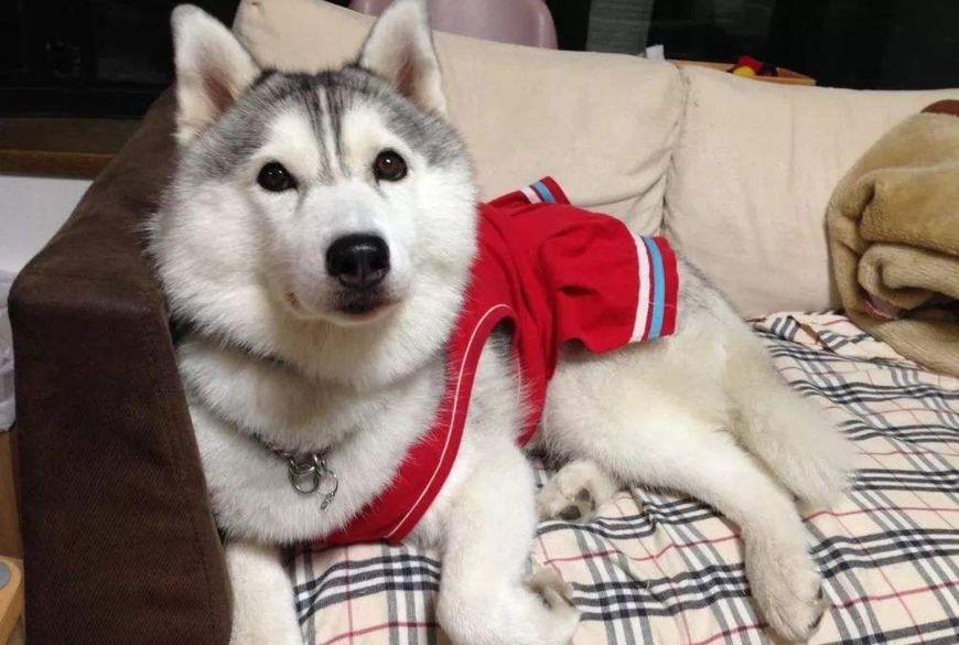 狗狗从来不在家拉尿突然尿家里了,狗狗尿呈红褐色的原因和治疗方法