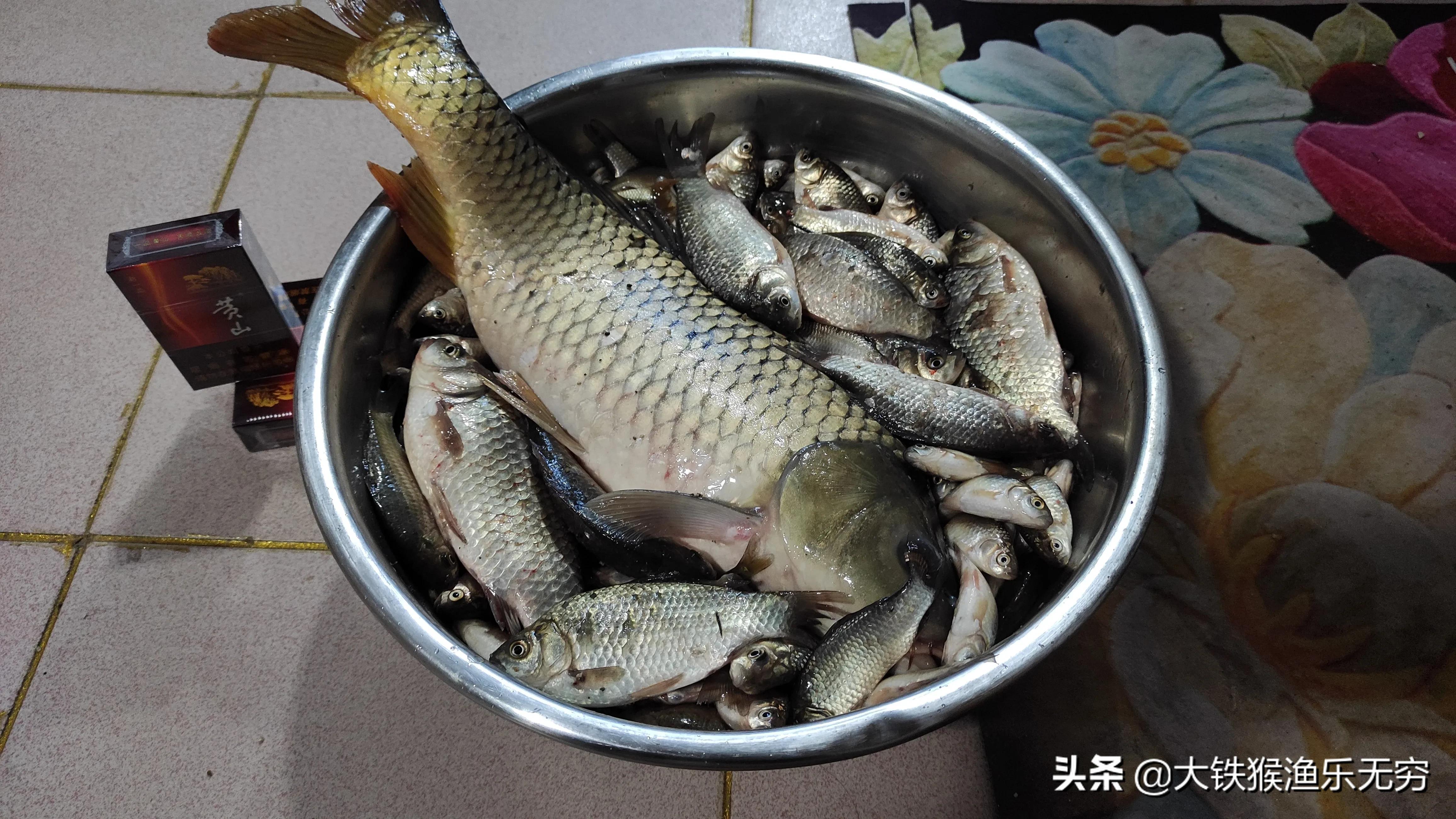 小杂鱼闹窝一招搞定,对付小杂鱼闹窝的绝招