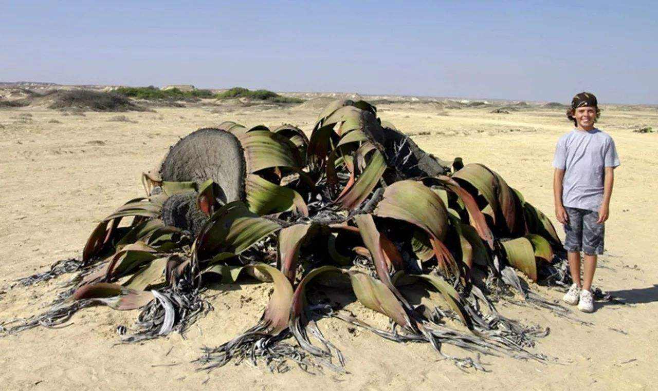 百岁兰为什么只长两片叶子,千岁兰叶片不断分裂和分化出什么