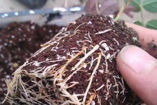 分解土壤固化物质,酸性土壤如何解磷解钾