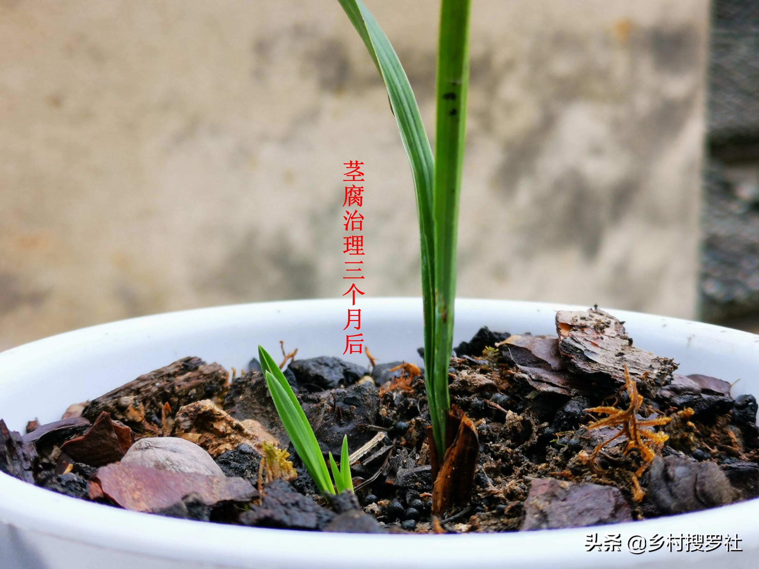 这样治疗兰花的茎腐病,第二年就可以成壮苗,关键就是这5点