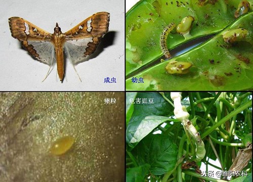 康宽防治玉米田害虫怎么样,农药康宽对什么害虫有效
