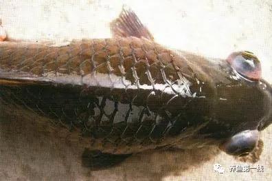 水产鱼鳃虫怎么治疗最好,鱼鳃霉病图片