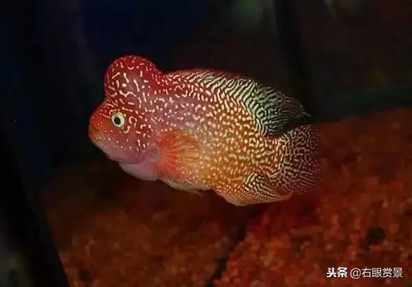 预防鱼类肠炎的最好办法,鱼类肠炎是什么原因