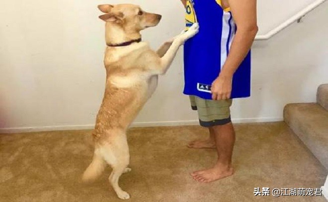 狗狗的肢体动作都代表什么,狗狗的8个举动什么意思