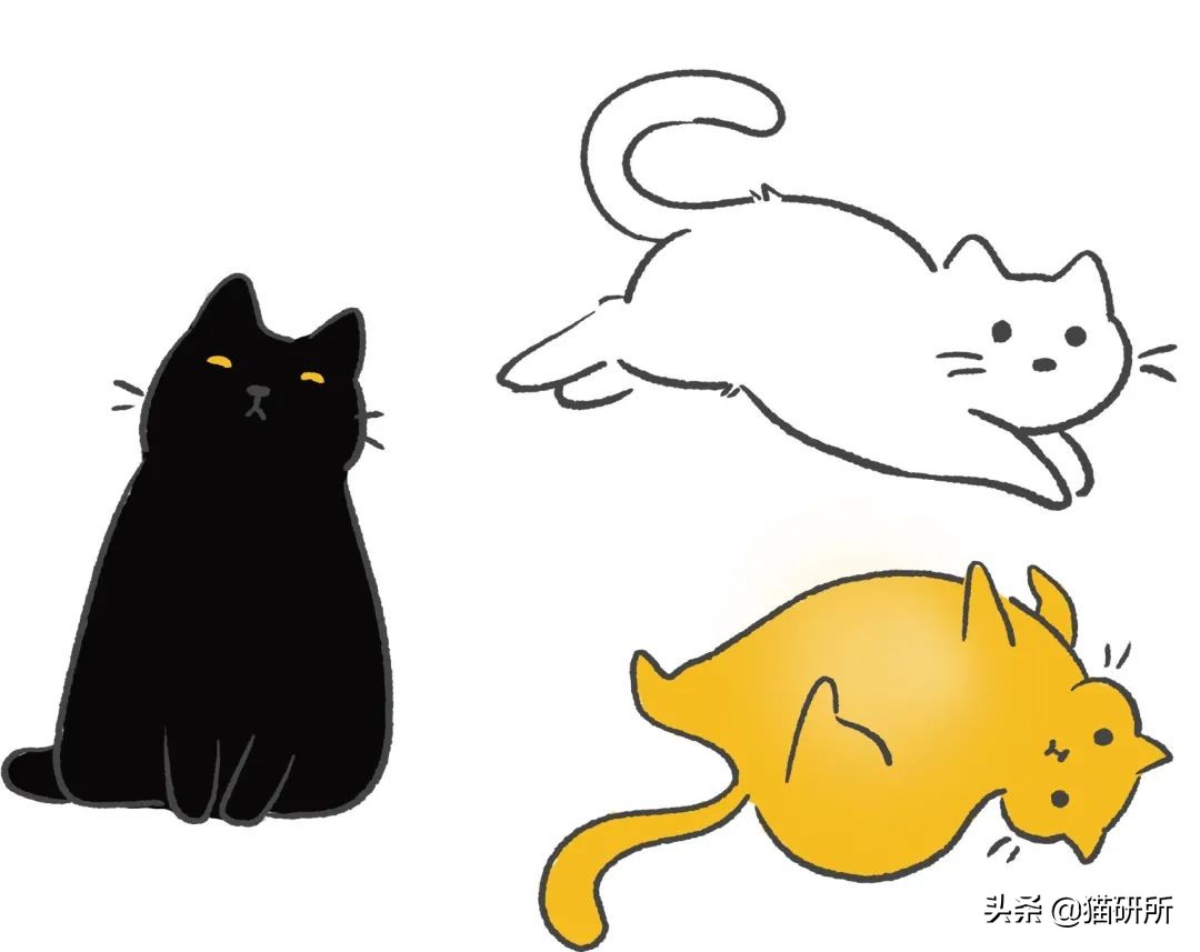 古代人如何称呼不同毛色的猫咪？