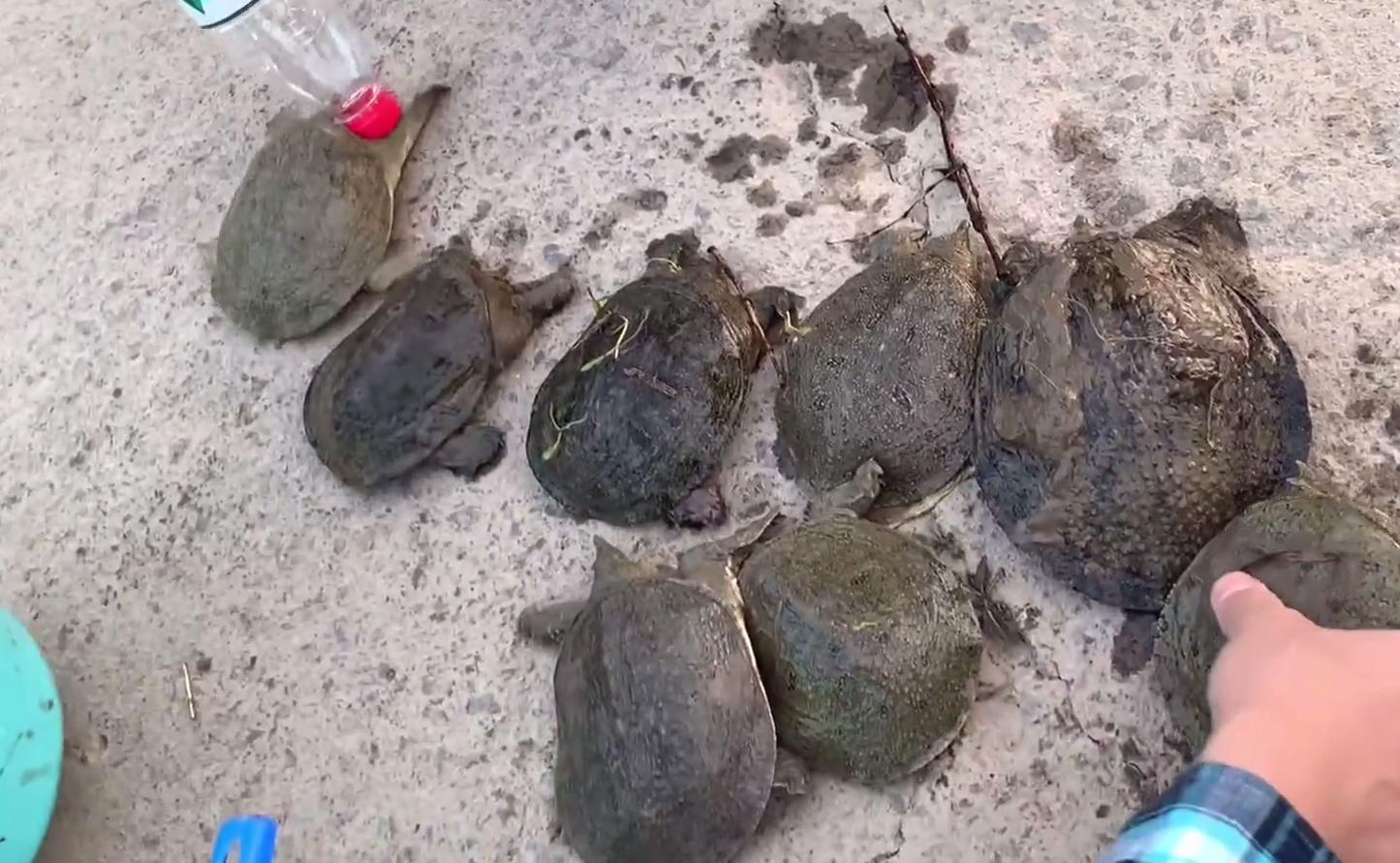 钓友钓鳖,野钓钓到野生老鳖