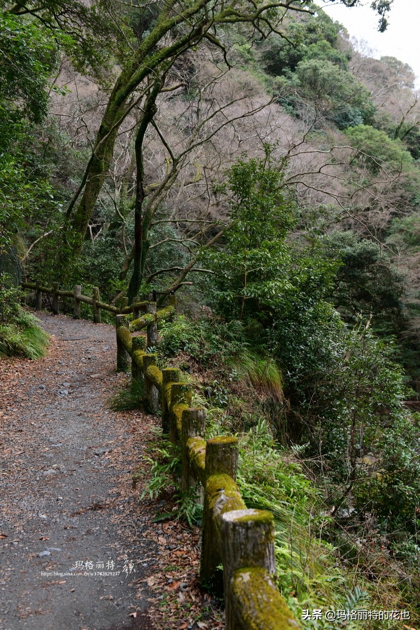 萁田森林公园和大阪的省钱之旅|行摄日本