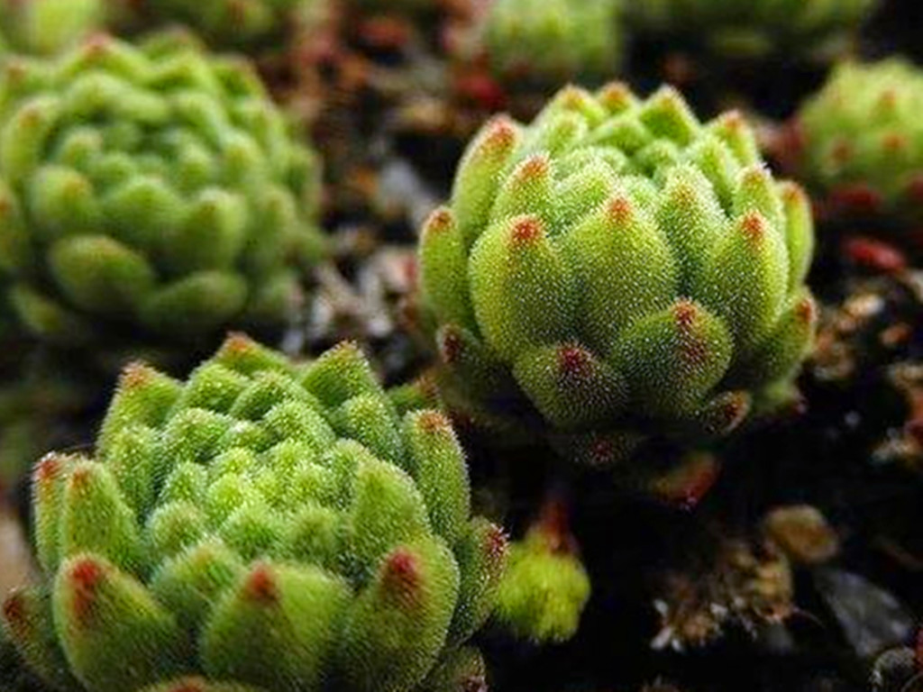 花市买多肉好还是网购多肉好？优缺点都摆在这里，看你喜欢哪种