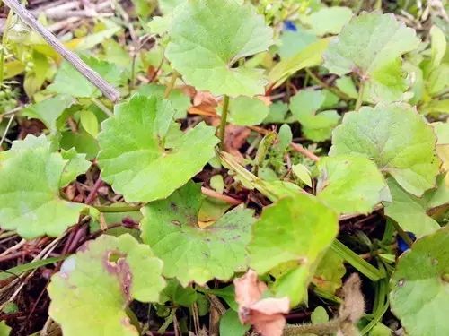 那些常见却叫不上名字的野花野草,常见的野花野草却是农家之宝