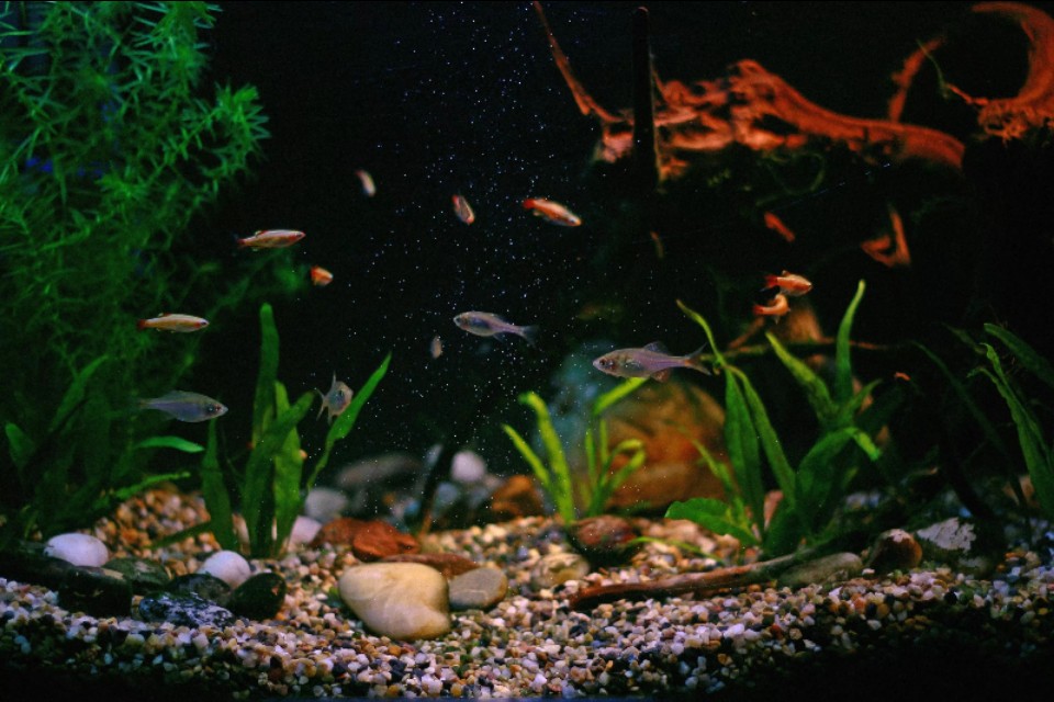 水族箱古法养鱼 (水族箱养鱼实拍分享)