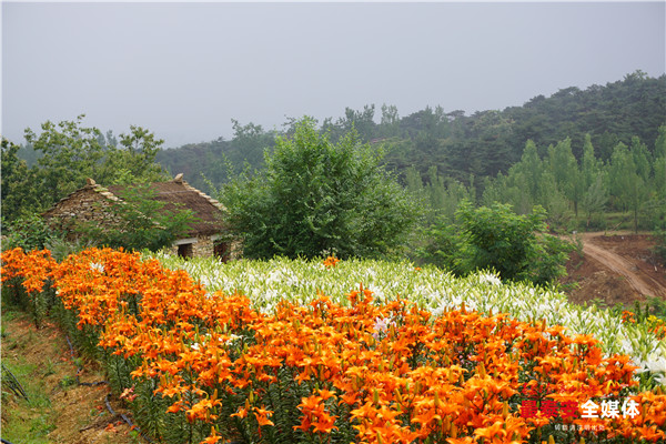 聚焦*安泰**看发展|以花为媒,惠美“泰山•百合和园”田园综合体花开最美乡村