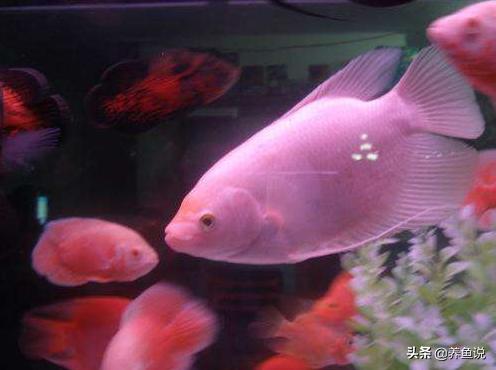 观赏鱼尾巴开叉怎么修复,观赏鱼尾巴开叉怎么办