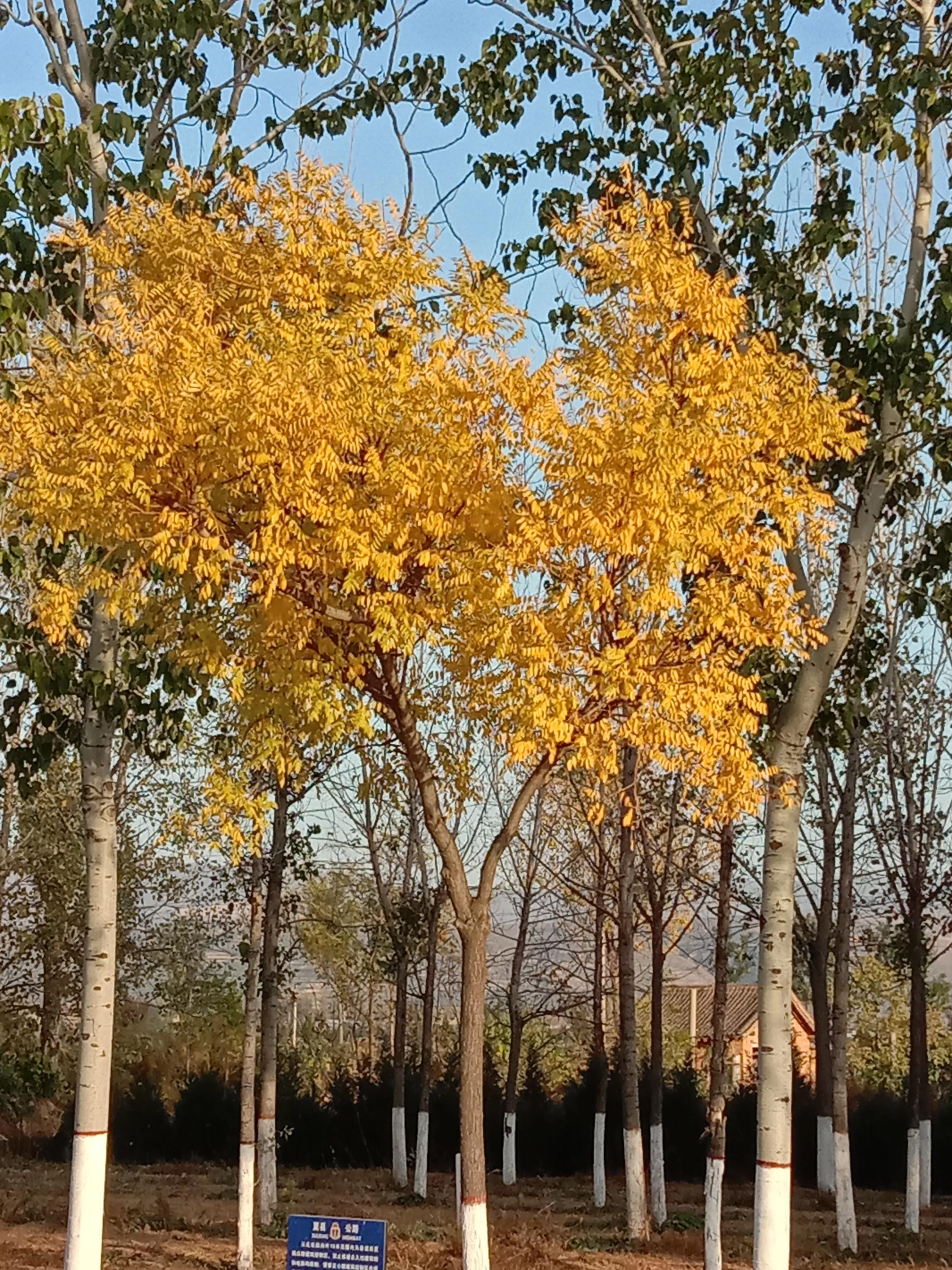 晚秋的落叶视频,晚秋的落叶朗读