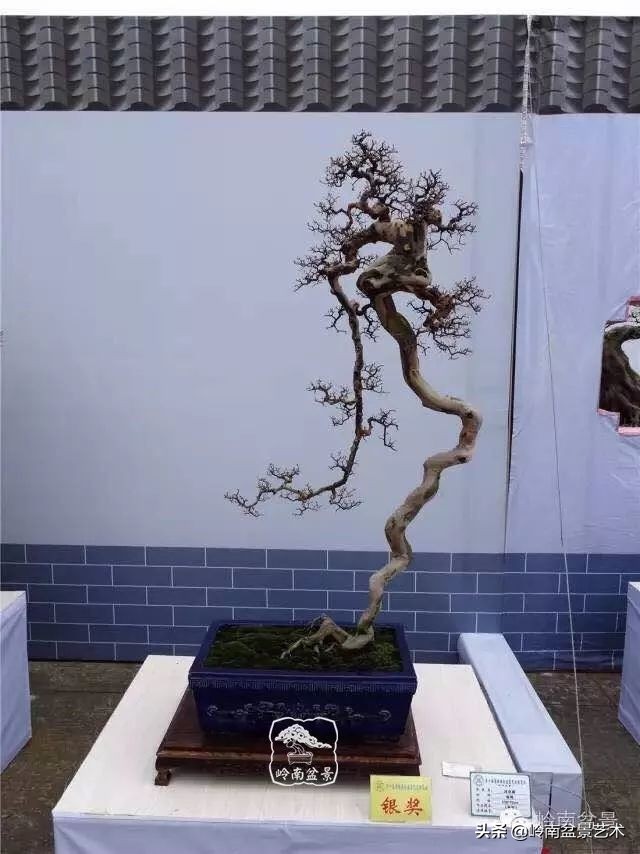 以根代杆下细上粗式盆景图片,十种适合吊着养的盆景