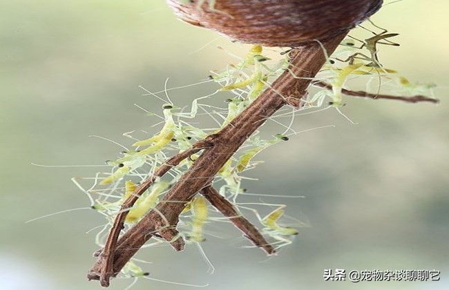 螳螂虽然美丽但性情却非常凶狠,螳螂是怎么成为最强食肉昆虫的