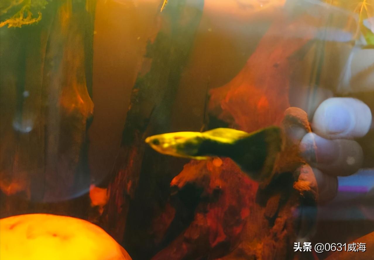 孔雀鱼太多了怎么分缸养,孔雀鱼刚入缸需要注意什么