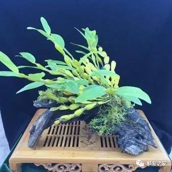 石斛兰用苔藓包着水培不烂根吗,香水石斛兰烂根重栽怎么浇水