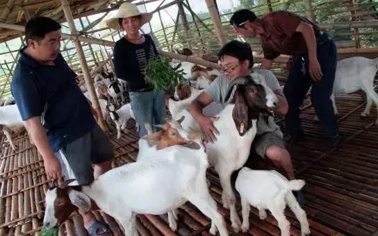 散户养羊的十大禁忌,养羊的最佳投资方法
