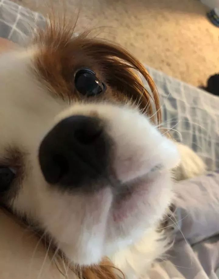 眼睛周围毛色一个白一个棕色，像船长一样