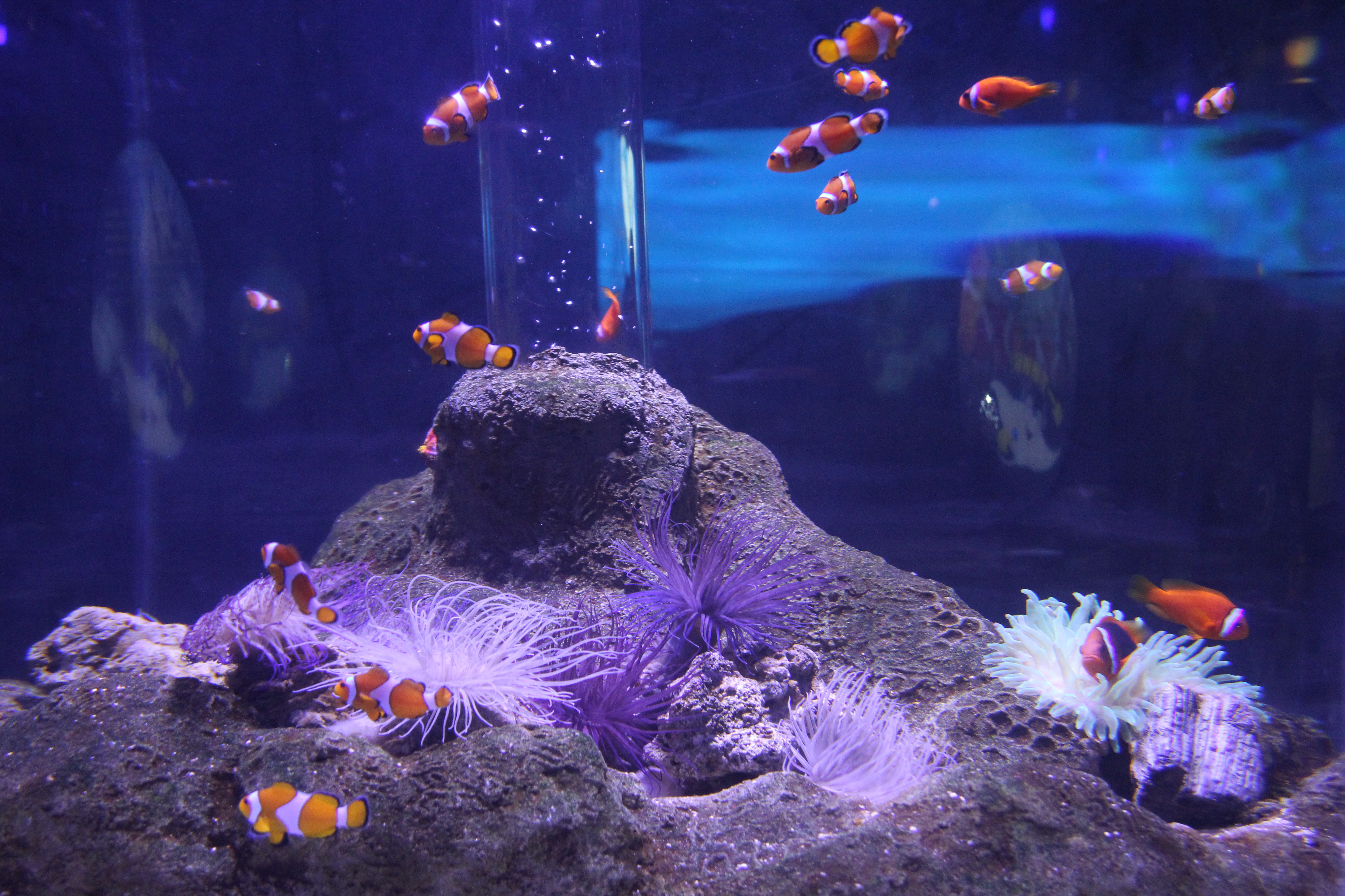 太平洋海洋馆和北京海洋馆哪个好,北京海洋馆海底通道游记