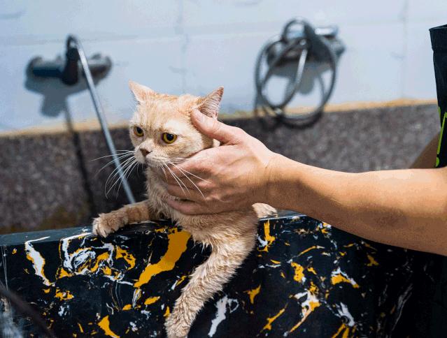 吹爆汕头这家「宠物精灵聚集地」美容、洗剪吹、零食,一应俱全…