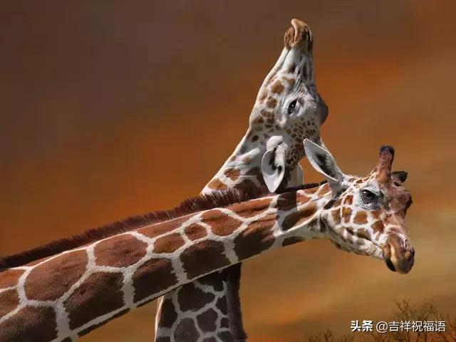 今天是6.4，夫妻日，百年一遇的吉祥日子，送给天下所有的夫妻