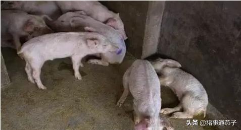 治疗僵猪的小偏方配方,有治疗僵猪的药吗