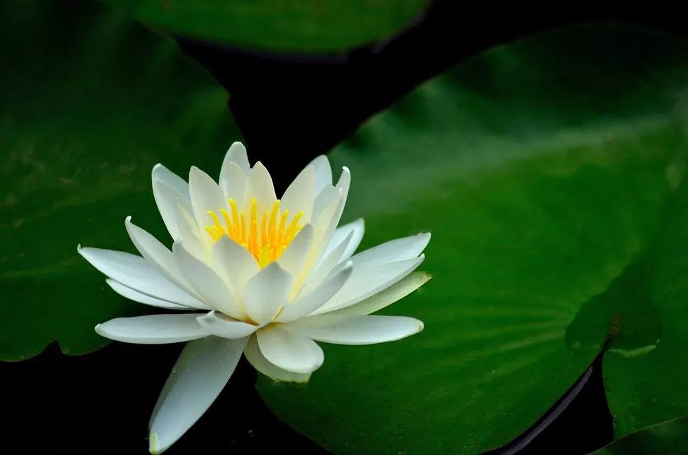 朗诵爱莲说前的开场白,朗诵爱莲说穿什么衣服好