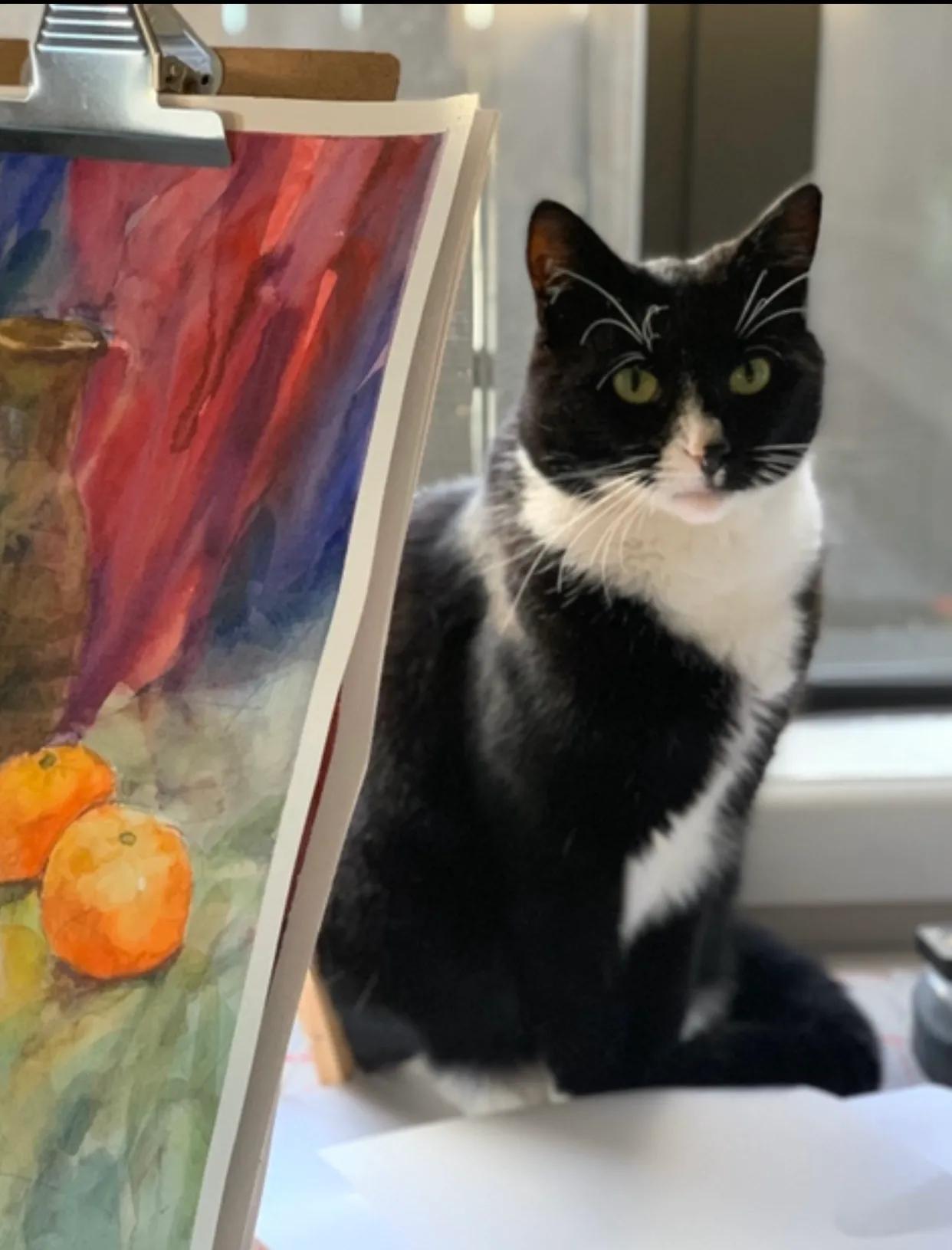 猫与女人相似之处,猫像女人