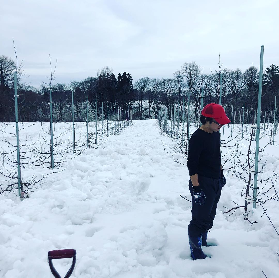 日本青森苹果图片,走进青森苹果园