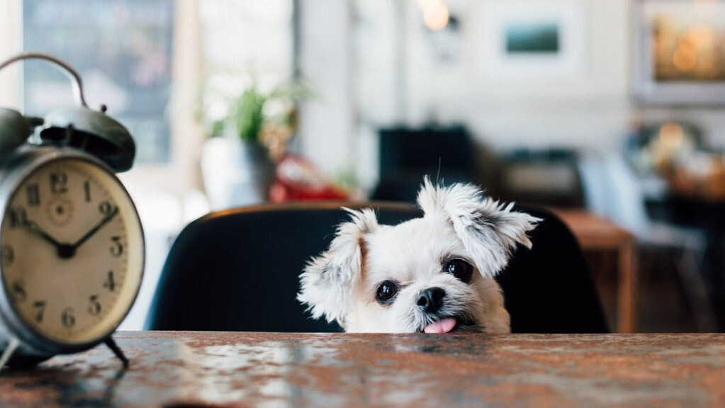 狗狗总是讨吃4个技巧让贪吃狗戒掉坏习惯