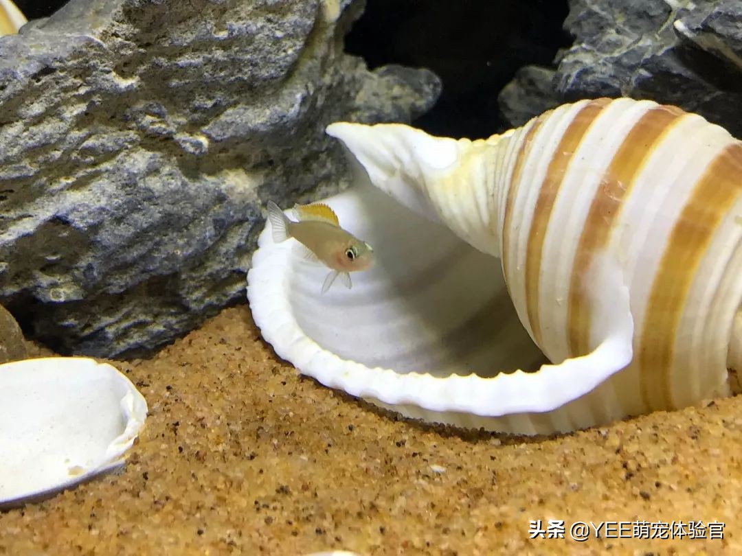 三湖慈鲷原生环境,坦湖最好看的慈鲷