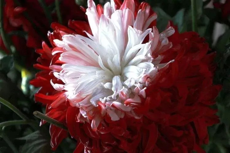 花中四君子菊花国画用笔,花中四君子菊花高清图片