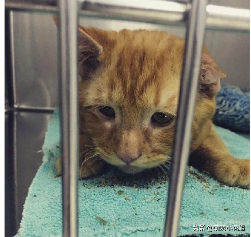 流浪猫被救助后无人收养会怎样,流浪猫在救助基地渴望被收养