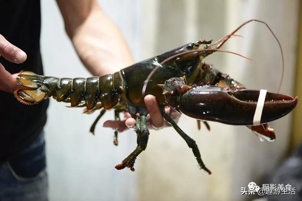 世界上的各种龙虾,世界上最大龙虾