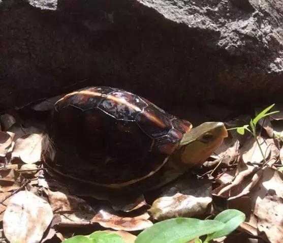 黄缘乌龟宠物,黄缘龟喜欢的植物