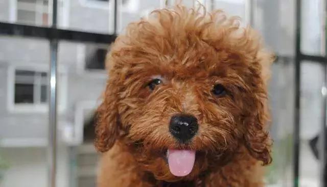 泰迪狗怎么训练得比较好,泰迪狗怎么训练29个基础动作